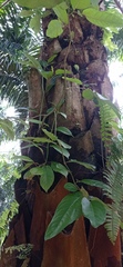 Piper tuberculatum