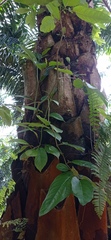 Piper tuberculatum