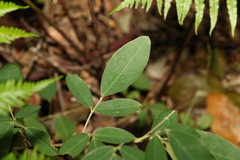 Grona nemorosa