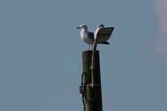 Larus argentatus image