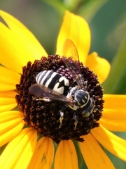 Triepeolus lunatus