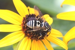Triepeolus lunatus