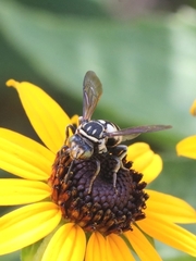 Triepeolus lunatus