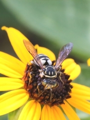 Triepeolus lunatus