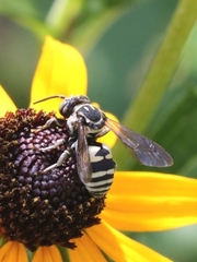 Triepeolus lunatus