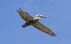 Pelecanus occidentalis