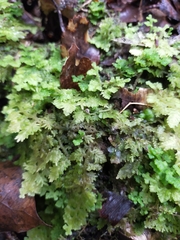 Trichocolea mollissima