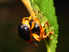 Tomapoderus ruficollis