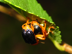 Tomapoderus ruficollis