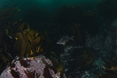 Chirodactylus variegatus