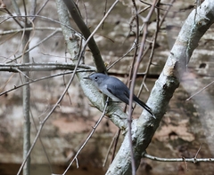 Polioptila caerulea caerulea