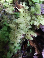 Trichocolea mollissima