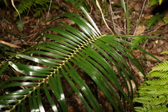 Macrozamia lucida