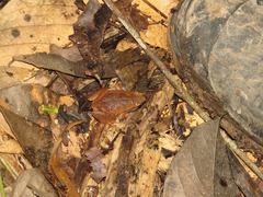 Hamptophryne boliviana