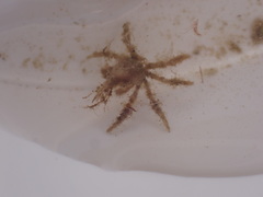 Oregonia gracilis