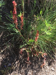 Rumex paucifolius