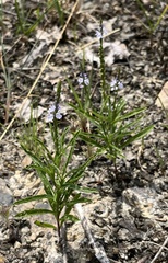 Verbena simplex