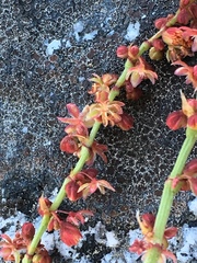 Rumex paucifolius