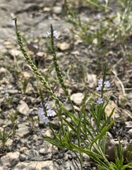 Verbena simplex
