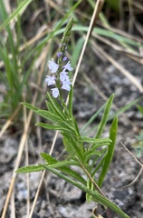 Verbena simplex