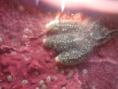 Evasterias troschelii