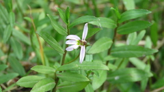 Lobelia chinensis