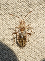 Stictopleurus punctiventris