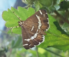 Spoladea recurvalis
