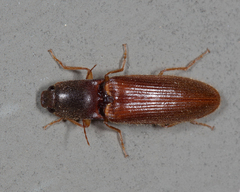 Athous cucullatus