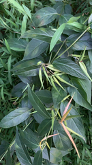 Vincetoxicum nigrum