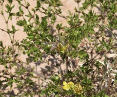 Exoprosopa butleri