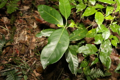 Rhodomyrtus psidioides