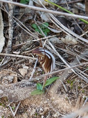 Pterostylis dolichochila
