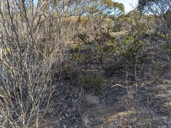 Pterostylis dolichochila