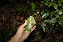 Rhodomyrtus psidioides