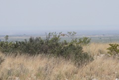 Phalaenoptilus nuttallii