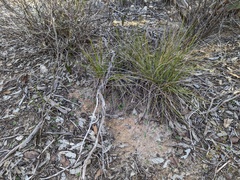 Pterostylis dolichochila