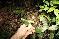 Rhodomyrtus psidioides