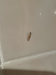 Pleurota aristella