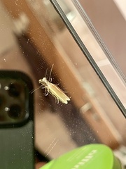 Pleurota aristella