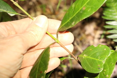 Rhodomyrtus psidioides