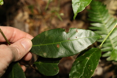 Rhodomyrtus psidioides