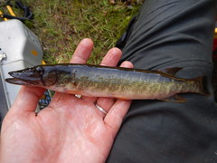 Esox americanus