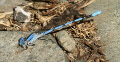 Argia agrioides