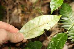 Rhodomyrtus psidioides