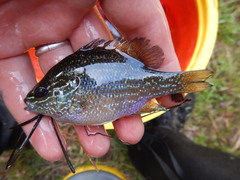 Lepomis marginatus