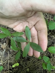 Phlox stolonifera