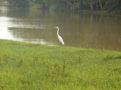 Ardea alba