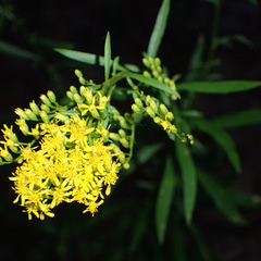 Solidago pinetorum