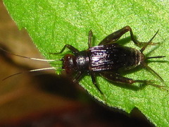 Polionemobius flavoantennalis